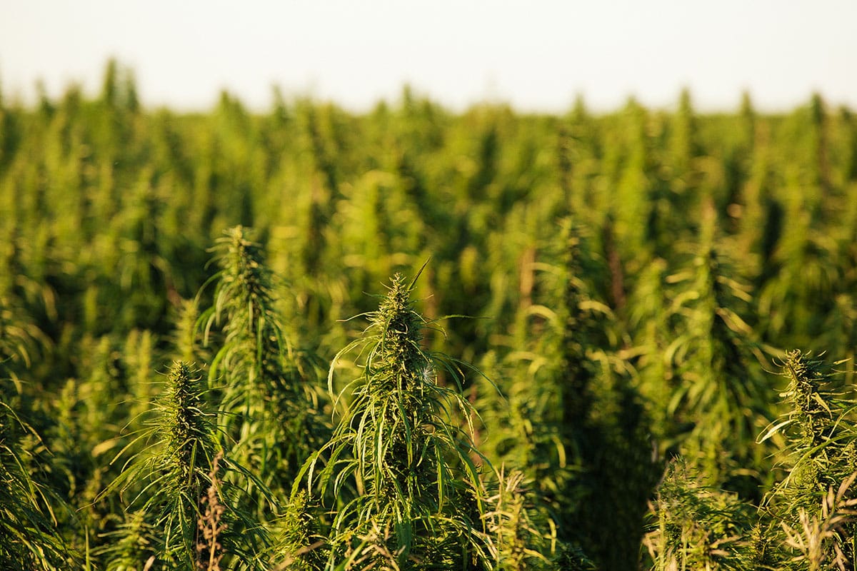Industrial Hemp Crop